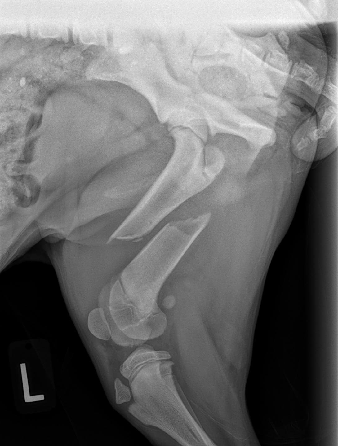 Dog broken hot sale femur